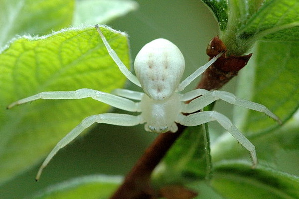 عنکبوت سفید
