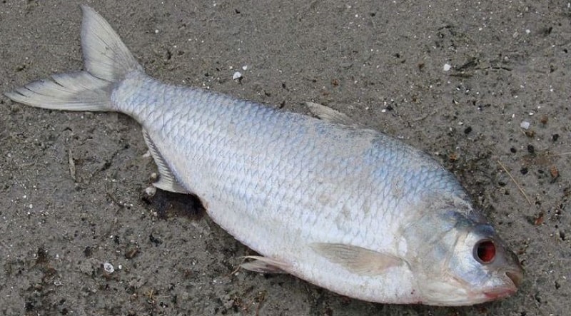 تعبیر خواب ماهی مرده