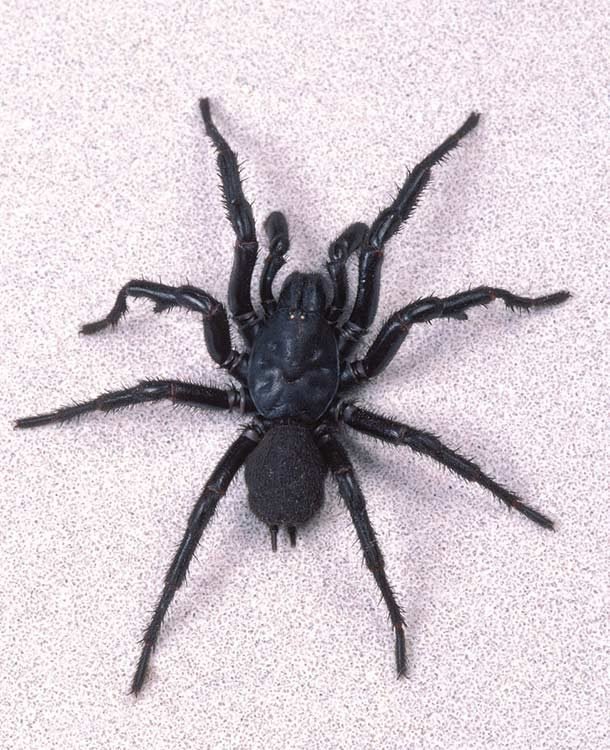 مرگبارترین و سمی ترین عنکبوت جهان