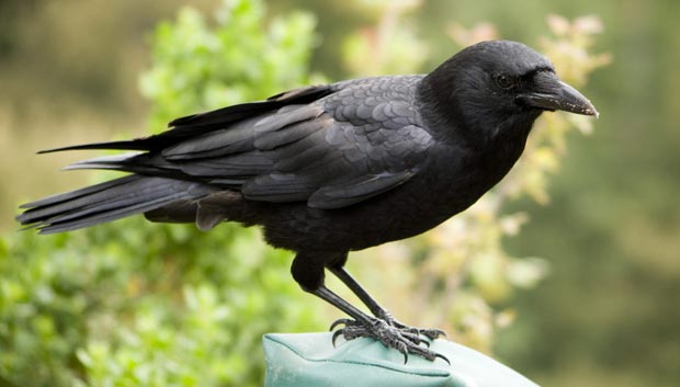 کلاغ crow