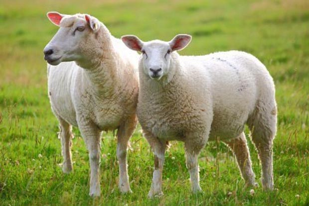 تعبیر خواب گوسفندان